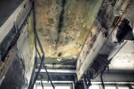 Best Forensic Mold Investigation  in Oakes, ND